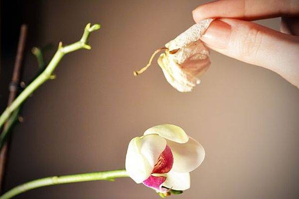 Как обрезать отцветшую орхидею