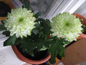 Выращивание хризантемы в домашних условиях