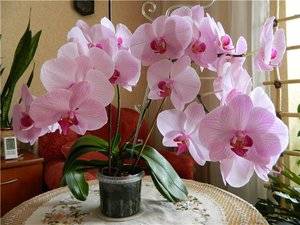 Особенности выращивания орхидей дома