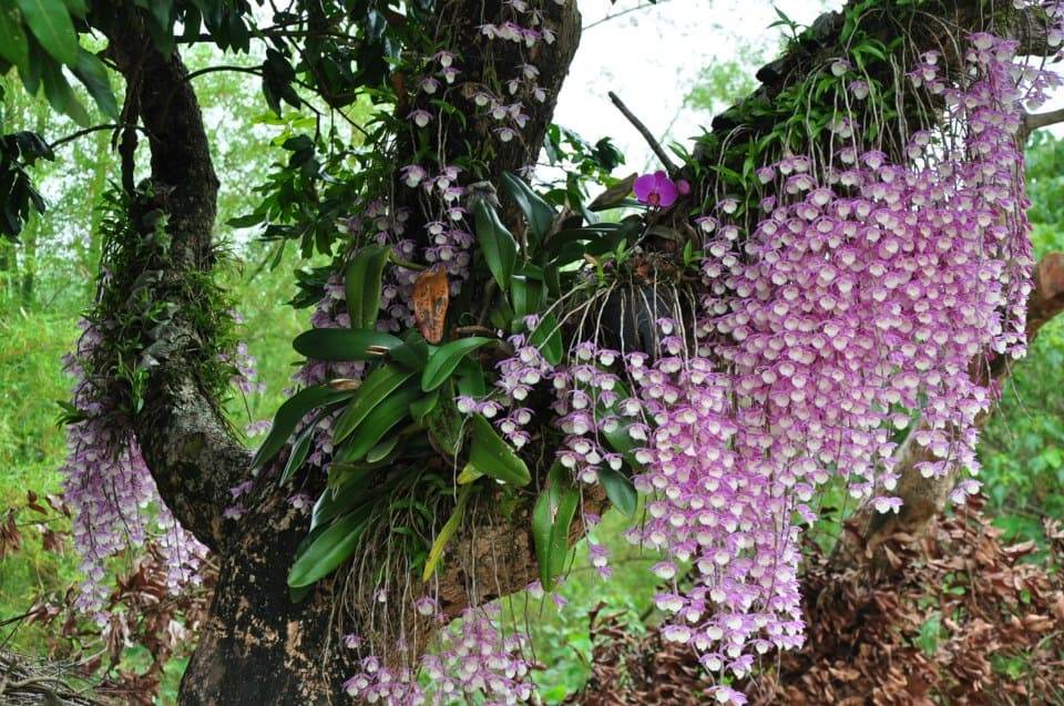 Орхидеи в дикой природе