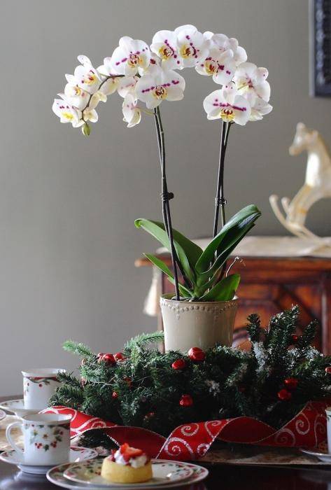 как разводить орхидею в домашних условиях