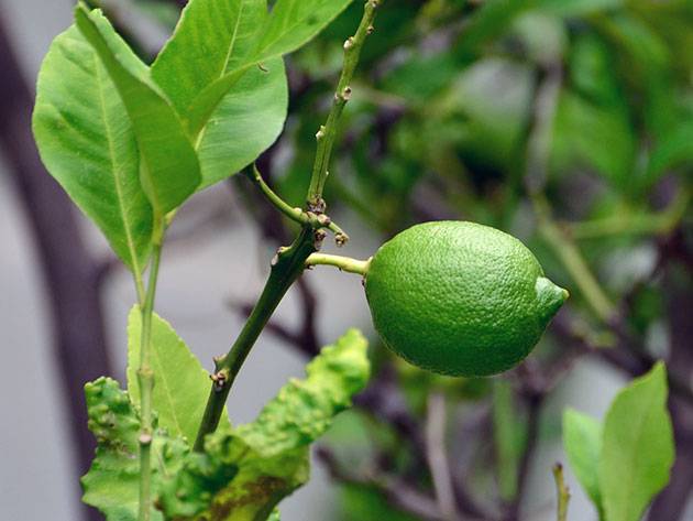 Лимонное дерево – как посадить, вырастить и ухаживать в домашних условиях