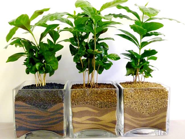 Как выращивать кофейное дерево