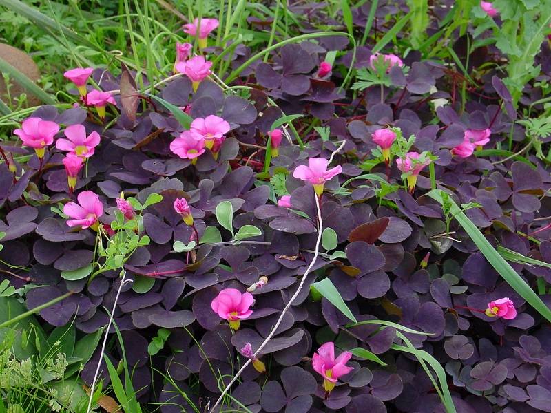 Цветы с фиолетовыми листьями фото и названия садовые