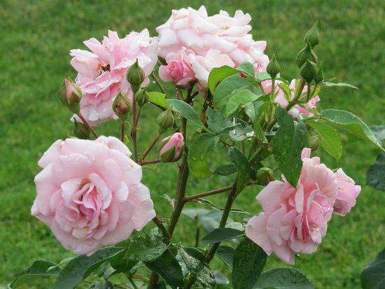 садово парковые розы посадка и уход