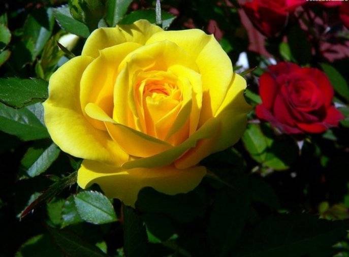 На сегодняшний день розы являются самыми востребованными и самыми покупаемыми цветами в мире