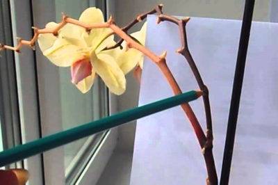 Пожелтел стебель орхидеи что делать