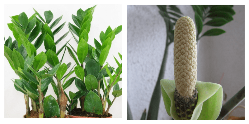 Комнатное растение Замиокулькас – Долларовое дерево