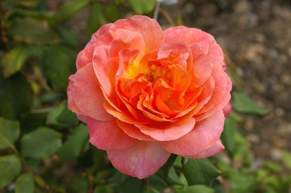 Роза сорт Taifun