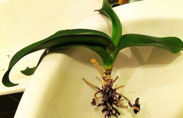 Орхидея засохла что делать