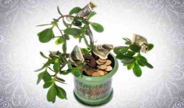 Как посадить денежное дерево для привлечения денег