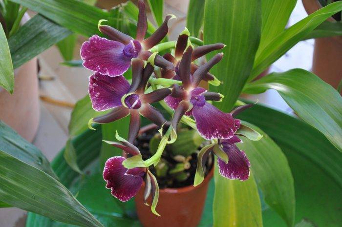 Орхидея зигопеталум уход в домашних условиях