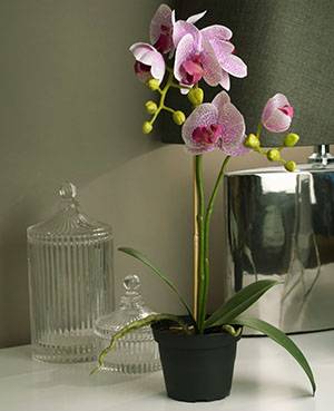 Орхидея в пластиковом непрозрачном горшке