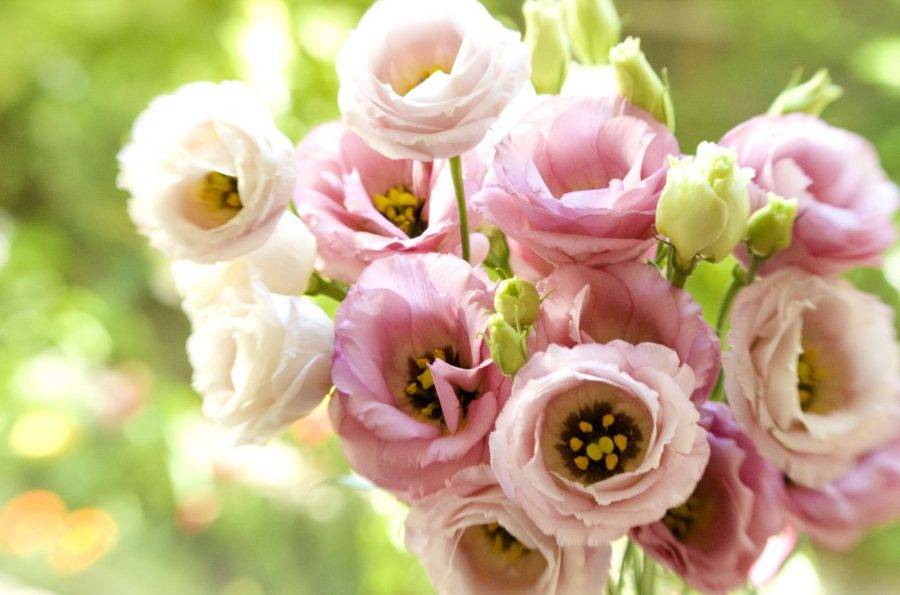 Эустома или Ирландская роза — Выращивание и уход
