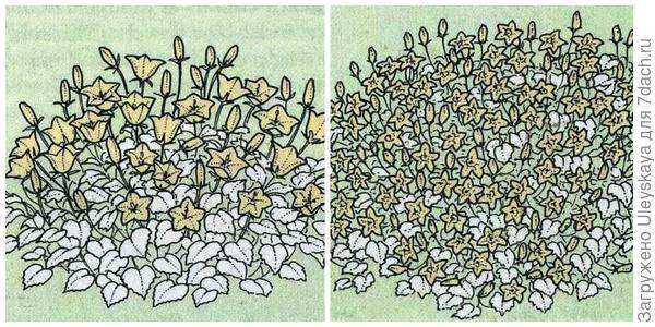 Подушковидные и стелющиеся формы низких колокольчиков. Рисунки даны по Encyclopedia of garden plants.