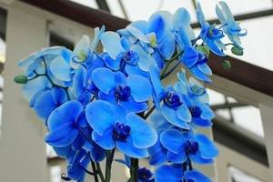 Уникальные орхидеи Фаленопсис