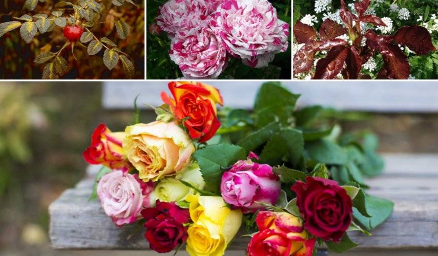 Описание роз: все о видах, формах и окраске цветков, листьев и плодов