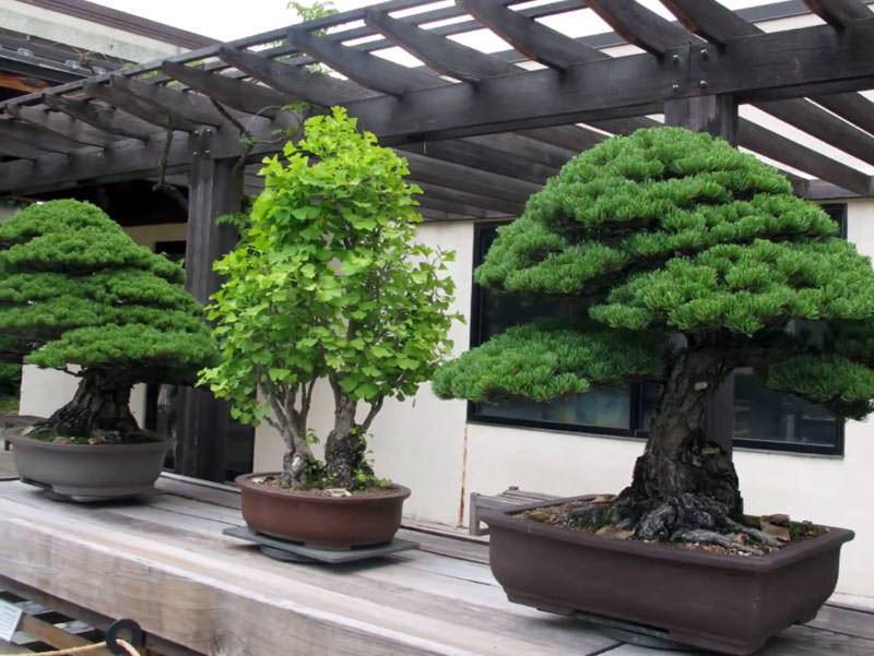 Бонсай является формой традиционной японской культуры, в котором человек должен посадить дерево в горшке и придать форму его ветвям, листьям и стволу