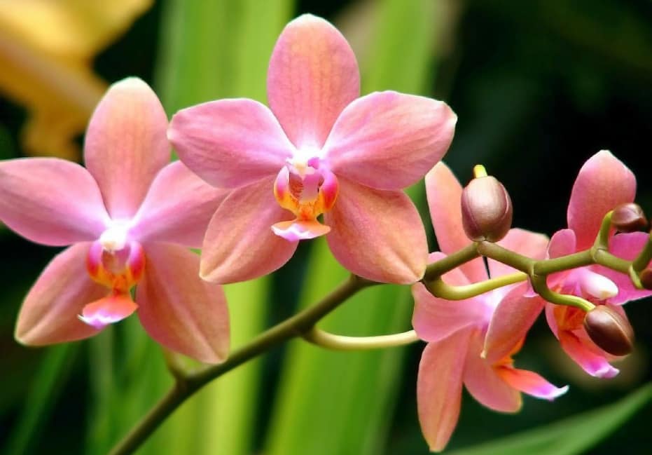 Как начинает цвести орхидея