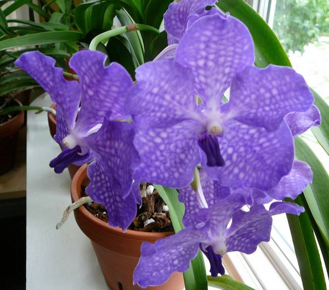 Орхидея ванда синяя