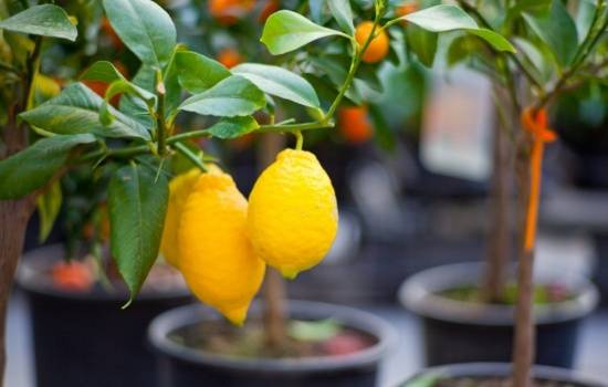 Почва для лимона в домашних условиях