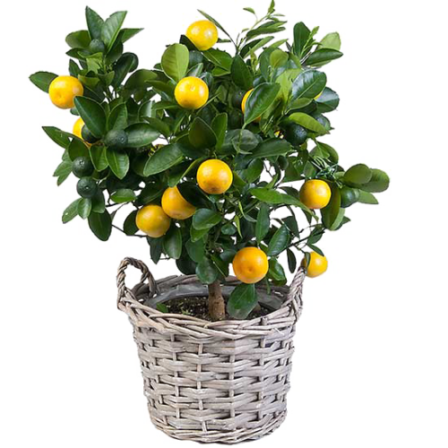 Почва для лимона в домашних условиях