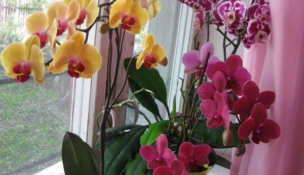 Как посадить орхидею в домашних условиях