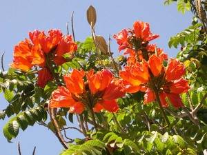 Как вырастить тюльпановое дерево