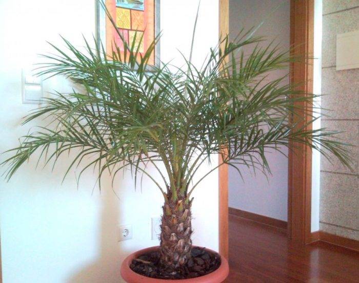 Уход за финиковой пальмой в домашних условиях