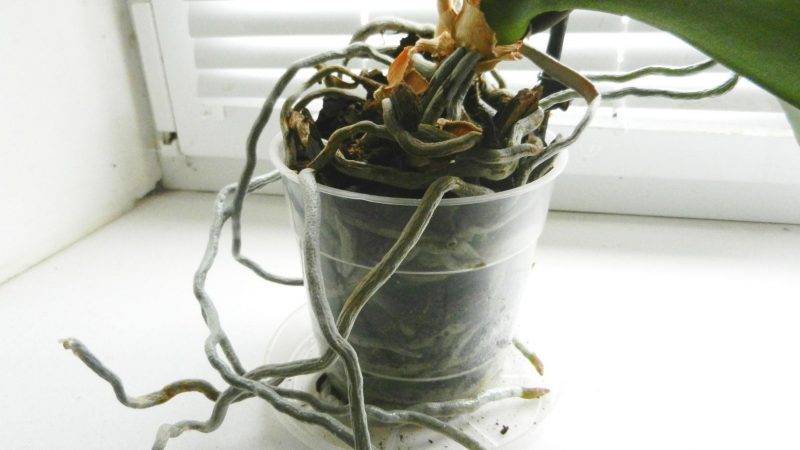 Как правильно пересаживать орхидею в домашних условиях