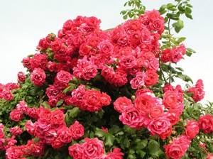Розы непрерывного цветения сорта