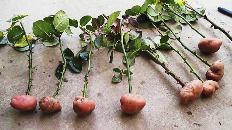 Как развести розы черенками из букета