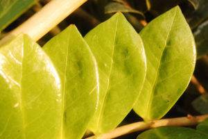 Почему желтеют листья у замиокулькаса: причины и способы устранения проблемы