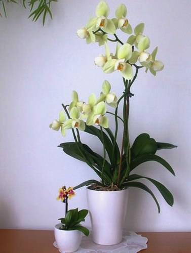Орхидеи мини и миниютюрные