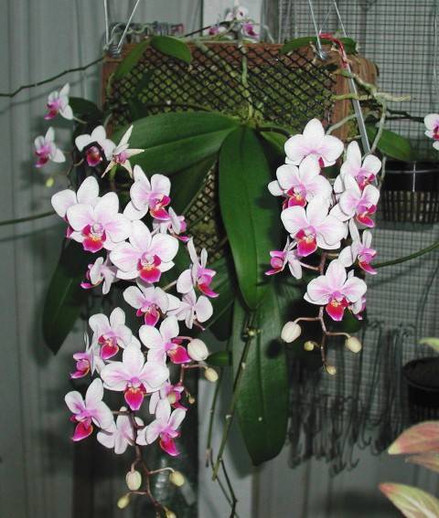 Мини марк орхидея