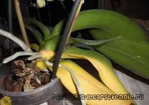 Почему у орхидеи фаленопсис желтеют листья, что делать с цветком?