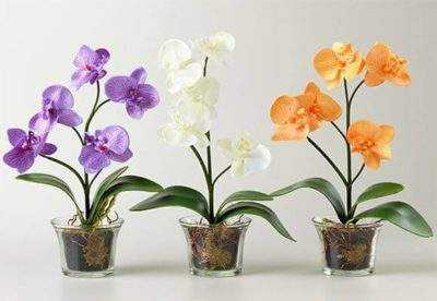 какие орхидеи можно выращивать в стеклянной вазе