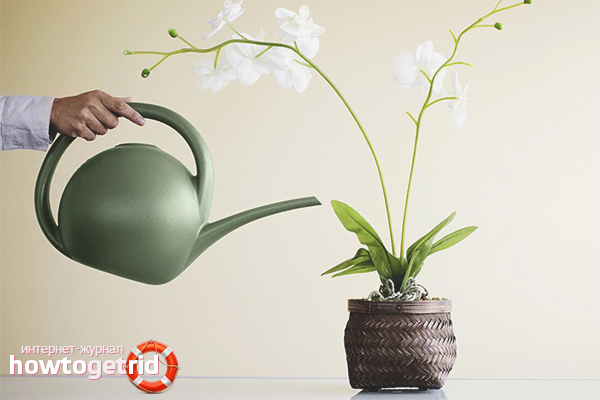 Правильный полив для цветения орхидеи