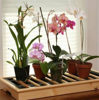 Как сделать чтобы зацвела орхидея