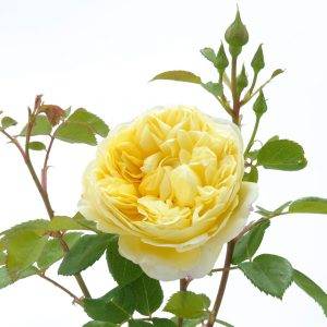 Charles darwin роза