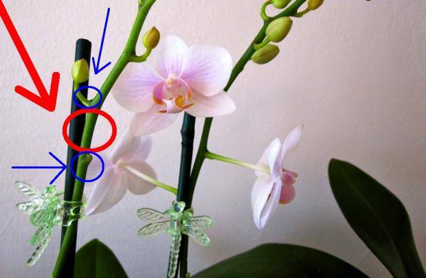 Как обрезать правильно орхидею