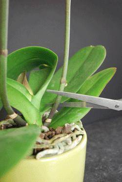 Как обрезать отцветшую орхидею