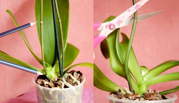 обрезанный стебель орхидеи