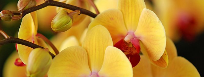 Выращивание орхидеи из семян — химера или действительность?