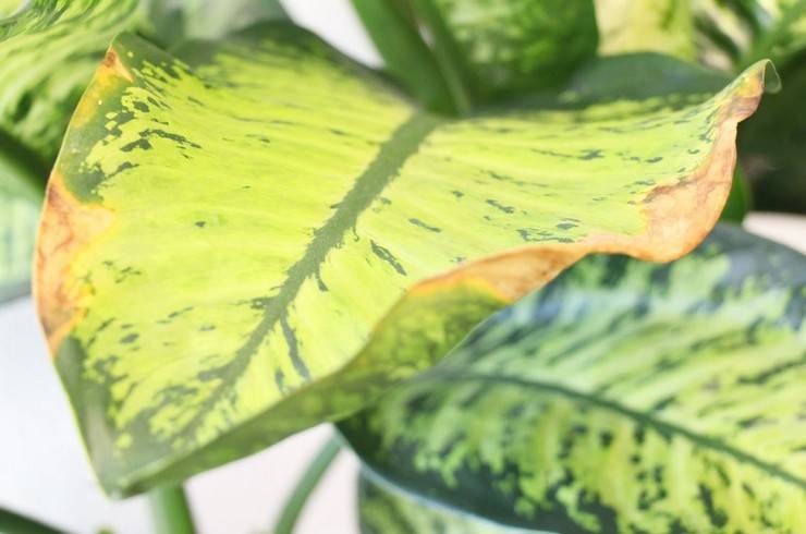 Почему у диффенбахии сохнут и желтеют листья? Болезни диффенбахии, как помочь растению