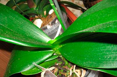 листья-орхидеи-фаленопсис-фото