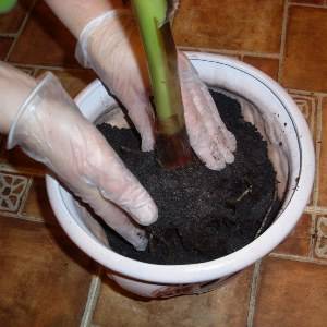 Как посадить алоэ без корня