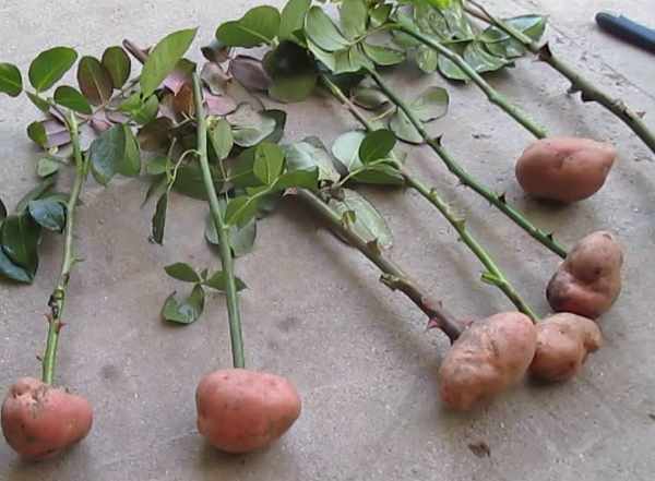 Как укоренить розы из букета в картошке?