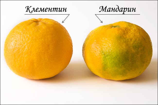visualnye-otlichiya-mandarinov-i-klementinov