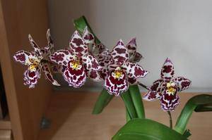 Орхидея что делать после цветения
